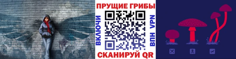 Псилоцибиновые грибы Psilocybine cubensis  как найти   Новоузенск 